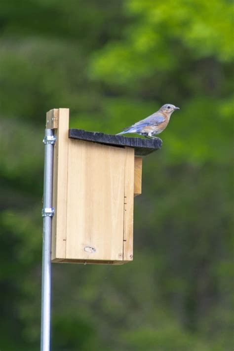 metal pole for bluebird house|bluebird house mounting pole.